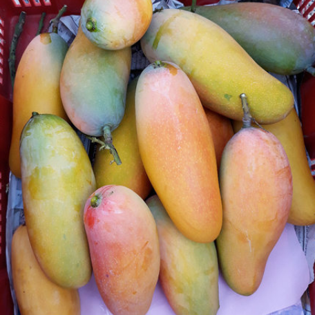 【预售】29.8元包邮！泰果园 泰国进口 释迦摩尼芒果5斤