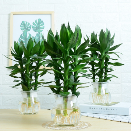 4.8元包邮！观音竹富贵竹水 培植物盆栽3支带盆