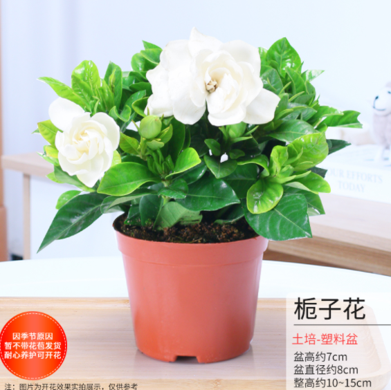 4.9起包邮！景润赉 栀子花四季花卉盆栽 多款