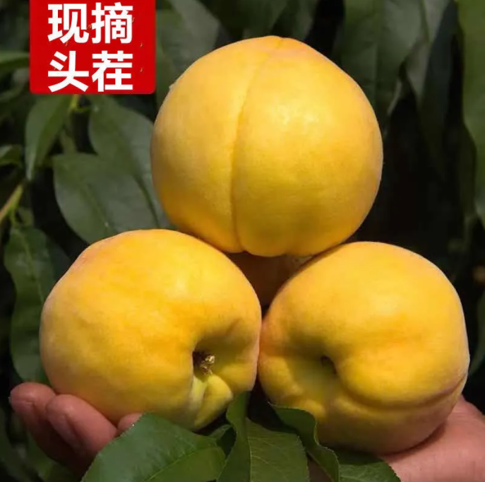 17.8元包邮！现摘黄桃毛桃 10斤大果