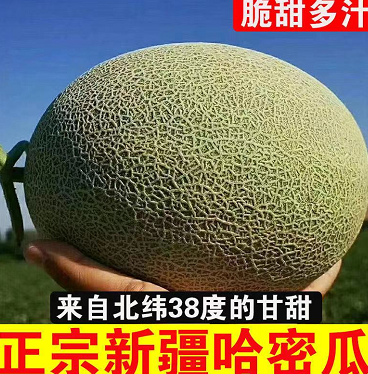 9.9元包邮！新疆哈密瓜现摘新鲜水果（孕妇水果）