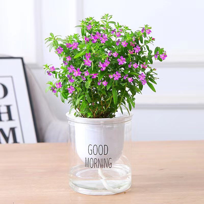 【可签到】满天星薄荷盆栽植物