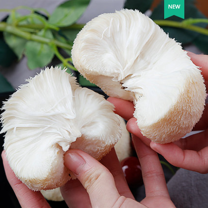 24.9元包邮！古松 新鲜猴头菇2斤（约6-10个）