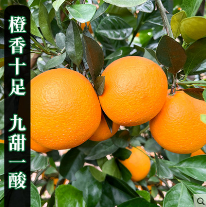 10.8元包邮！甜慕湖南麻阳冰糖橙子新鲜5斤整箱 