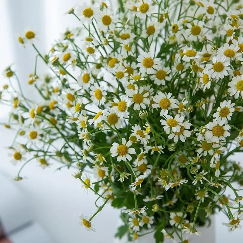 昆明基地鲜花直发  洋甘菊2束
