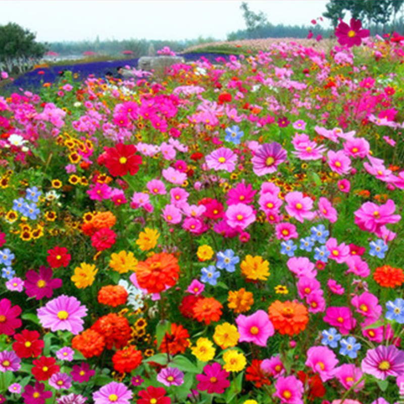 【1000粒花种子+肥料】四季百花种子