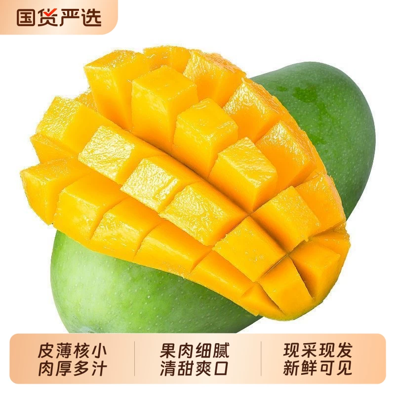 青皮金煌芒500g+4.5斤