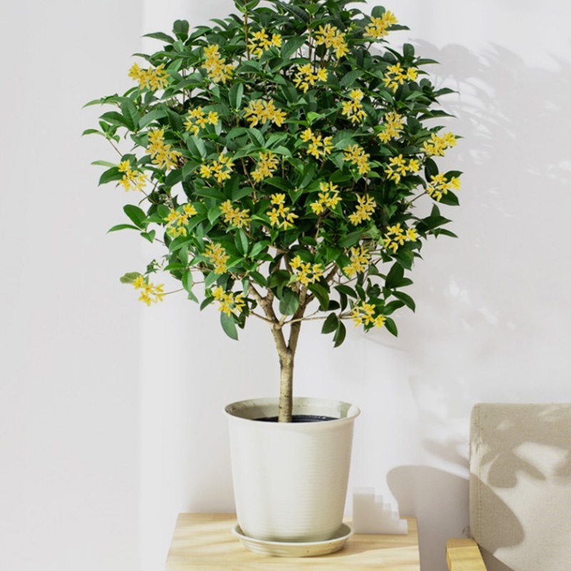 【稳定签到】桂花树苗盆栽70cm-1m