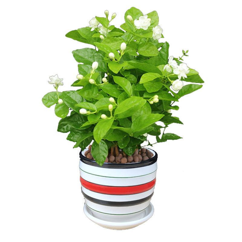 【稳定签到】室内盆景茉莉花苗1颗