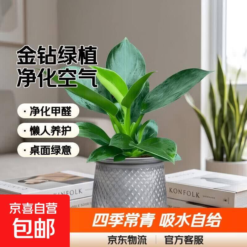 金钻绿植带盆仅需5.99元