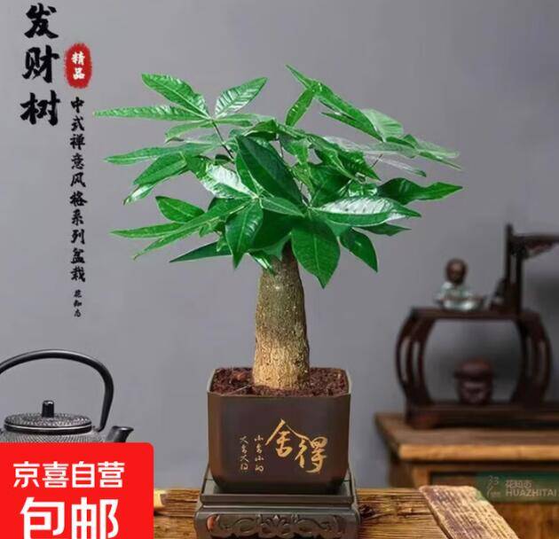 速可拍3单！发财树盆栽带底托仅需3.99元