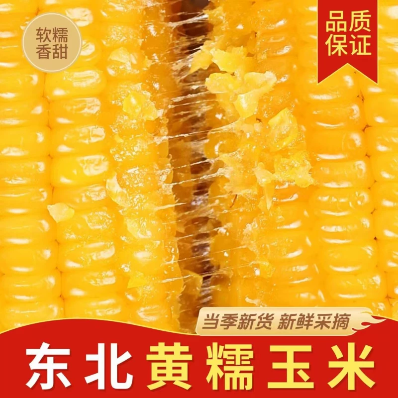 东北甜糯玉米10根黑土种植软糯香甜低脂黄糯当季新货东北黏玉米