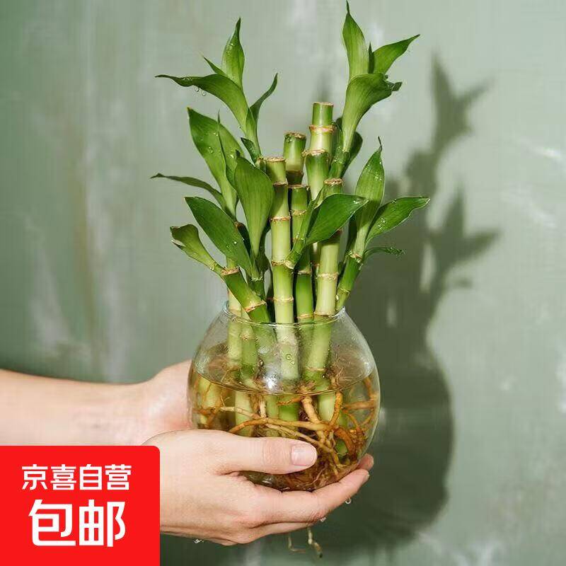 招财竹1支仅需3.99元，寓意好运迎财来