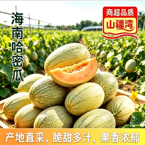 山疆湾精品海南哈密瓜4.5斤净重网文瓜产地直采现发mg