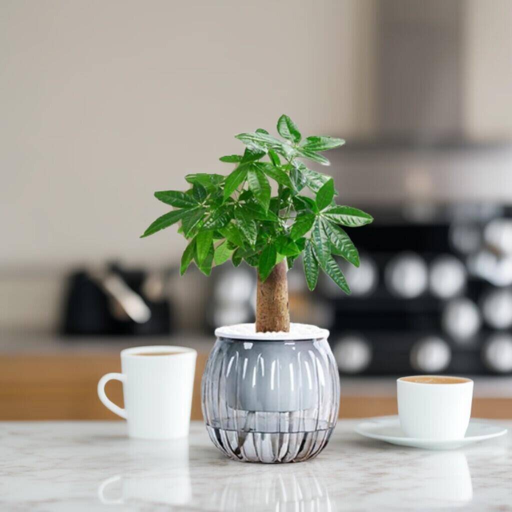 绿有意绿植盆栽：荷花竹5支7.9元、发财树7.9元、蓝莓苗15.8元起