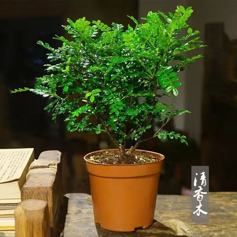 【可签到】淘工厂清香木盆栽
