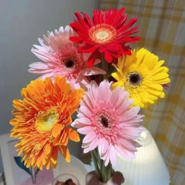 15.9元包邮！非洲菊·混搭10支