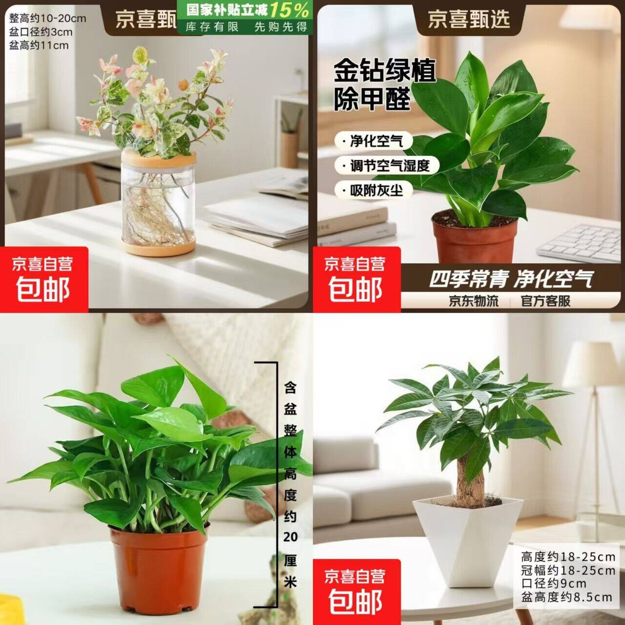 绿植好价！金钻/绿萝4.99元起，发财树6.99元