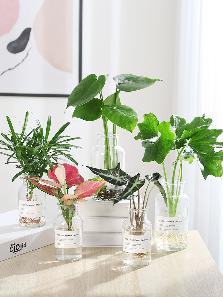 【可签到】室内带盆绿植水培花卉