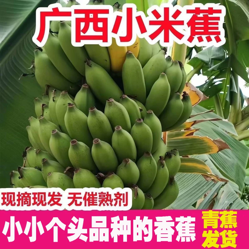 下拉11.7！广西高山当季新鲜小米蕉5斤
