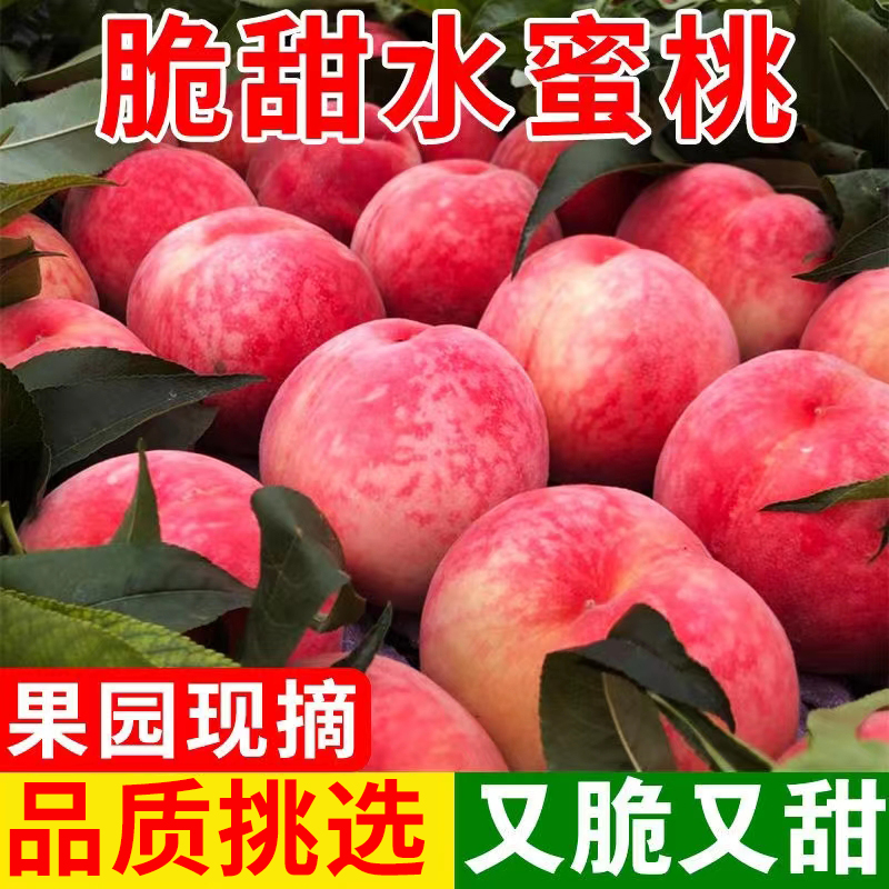 【预售 6月10号发货】山西水蜜桃 带箱5斤装