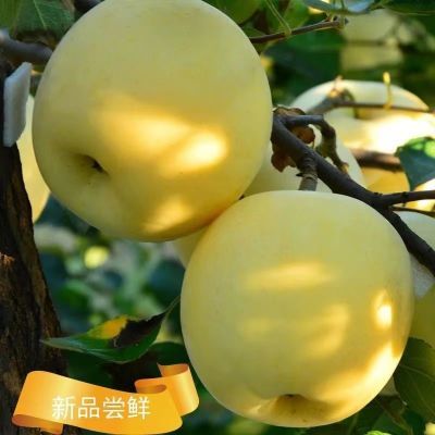 PDD热销产品汇总20点档更新2023/12/01