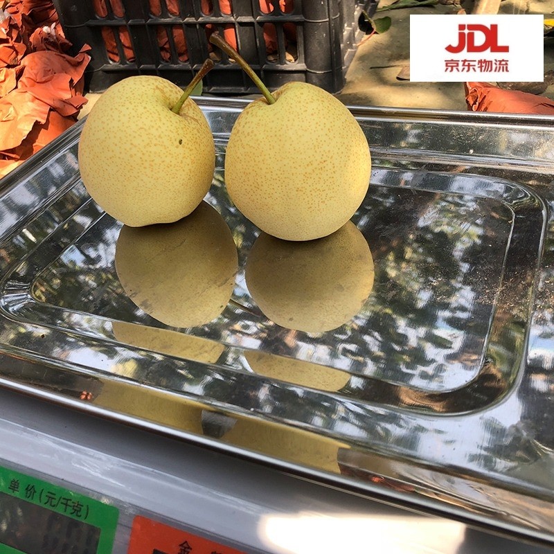 【旗舰店】秋园农乐 陕西壶口酥梨带箱5斤