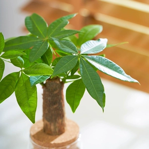 发财树水培植物室内盆栽办公室客厅花卉绿植四季好养老桩桌面盆景