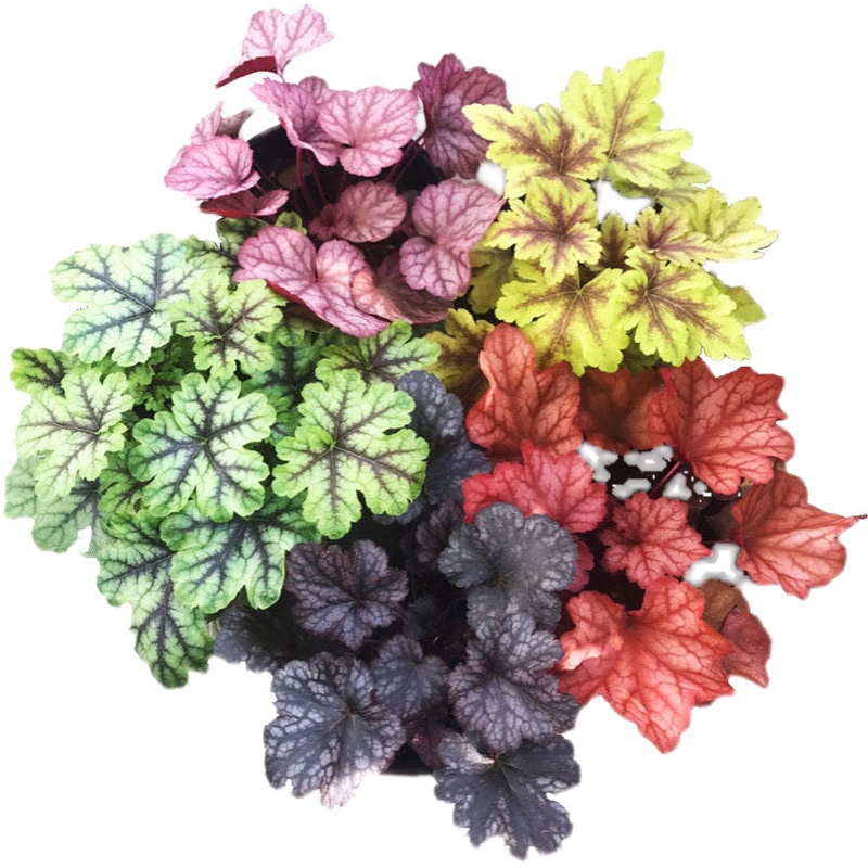 【5.1抢购】矾根花苗室外植物组合盆栽