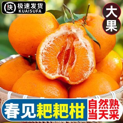 PDD热销产品汇总14点档更新2024/02/24