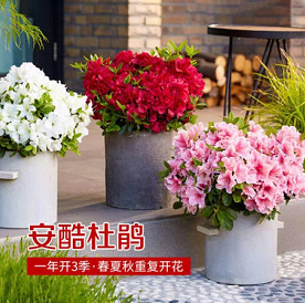 18.8元包邮！杜鹃花盆栽