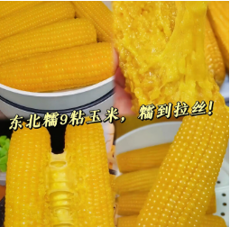 19.9元包邮！北國之村 东北新鲜黄粘玉米200g*8根