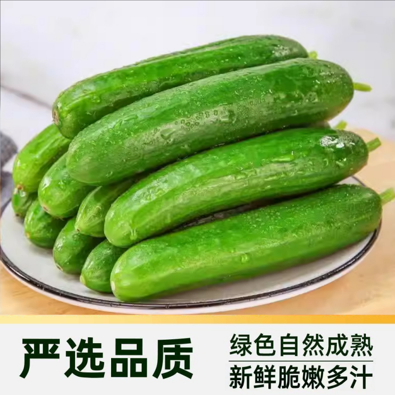 水果黄瓜新鲜脆嫩爽口无刺开箱即食