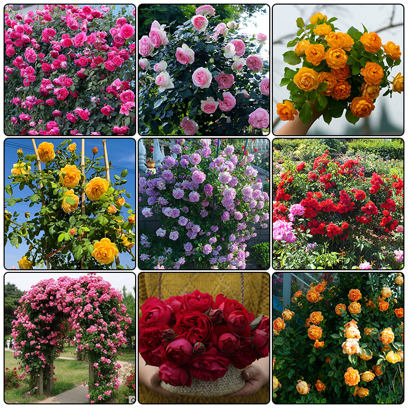 【签到0撸】花浓香庭院爬藤蔷薇盆栽