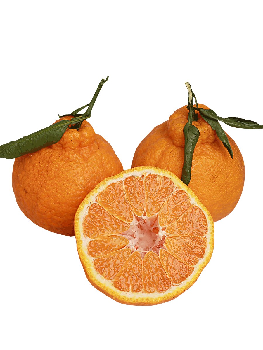 【稳定签到】不知火丑橘新鲜净*2斤