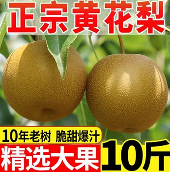 12.9元包邮！薄皮超甜黄花梨5斤