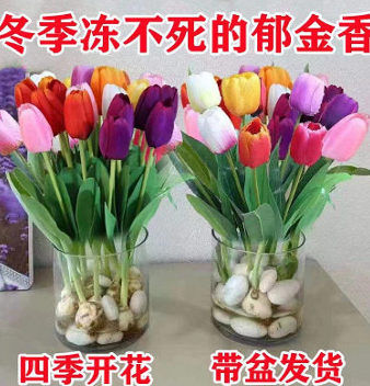 9.9元包邮！进口水培郁金香3颗+盆+土（HP商家返1元）