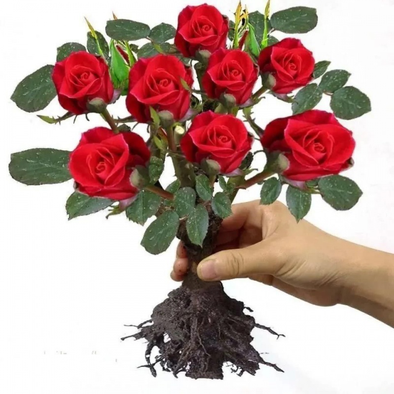 玫瑰花苗老桩四季开花大花月季