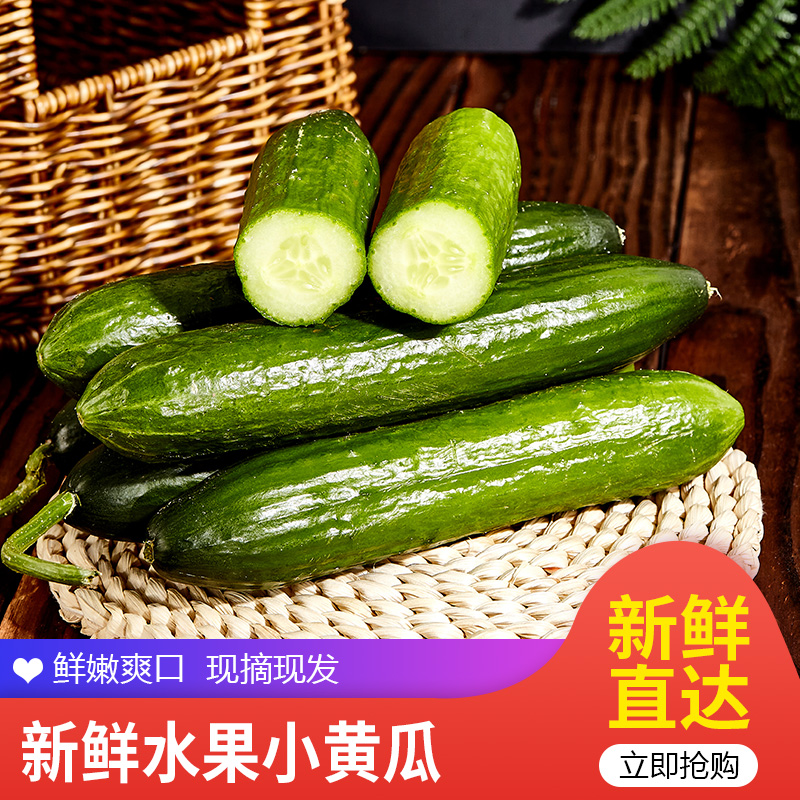  【旗舰店】古寨山 水果小黄瓜小青瓜  4.5斤  