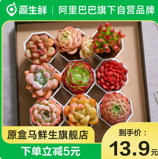 10.9元包邮！7颗装多肉盲盒
