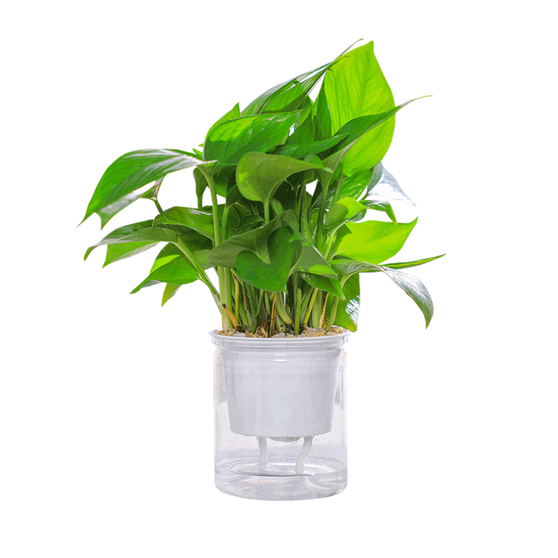 【稳定签到】带自吸水盆绿植室内盆栽
