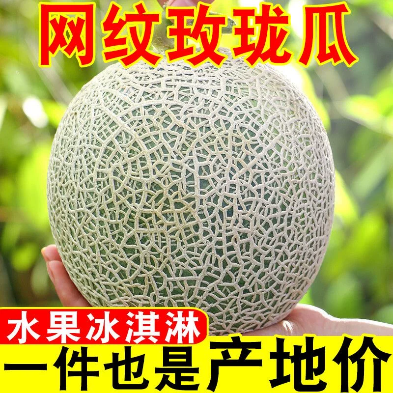 海南网纹蜜瓜净重4.5斤