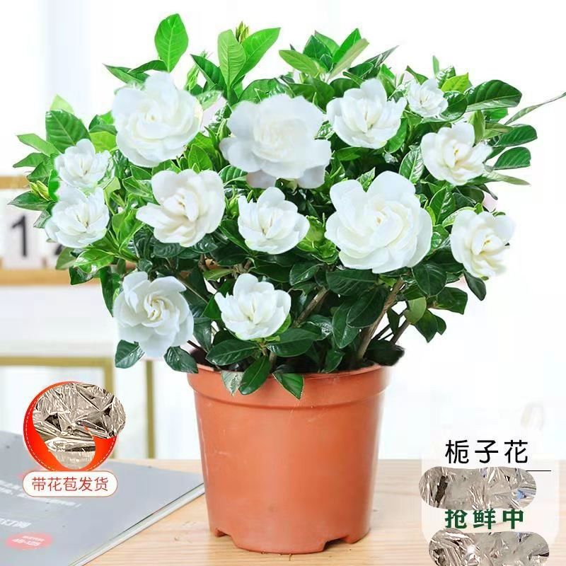 栀子花盆栽四季开花带花苞
