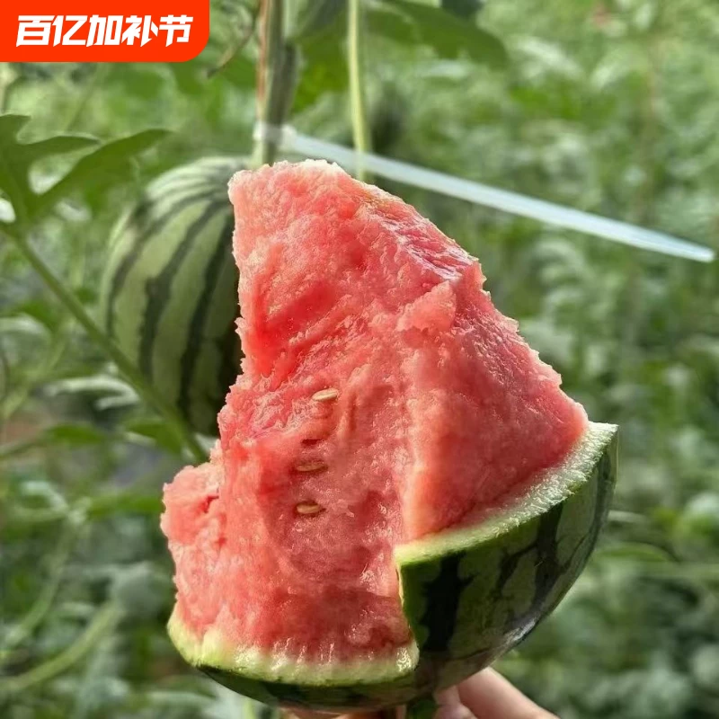 现摘新鲜早春红玉小西瓜4~5斤