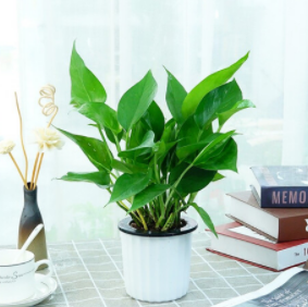 4.21元包邮！种着玩 绿萝盆栽1盆（多款可选）