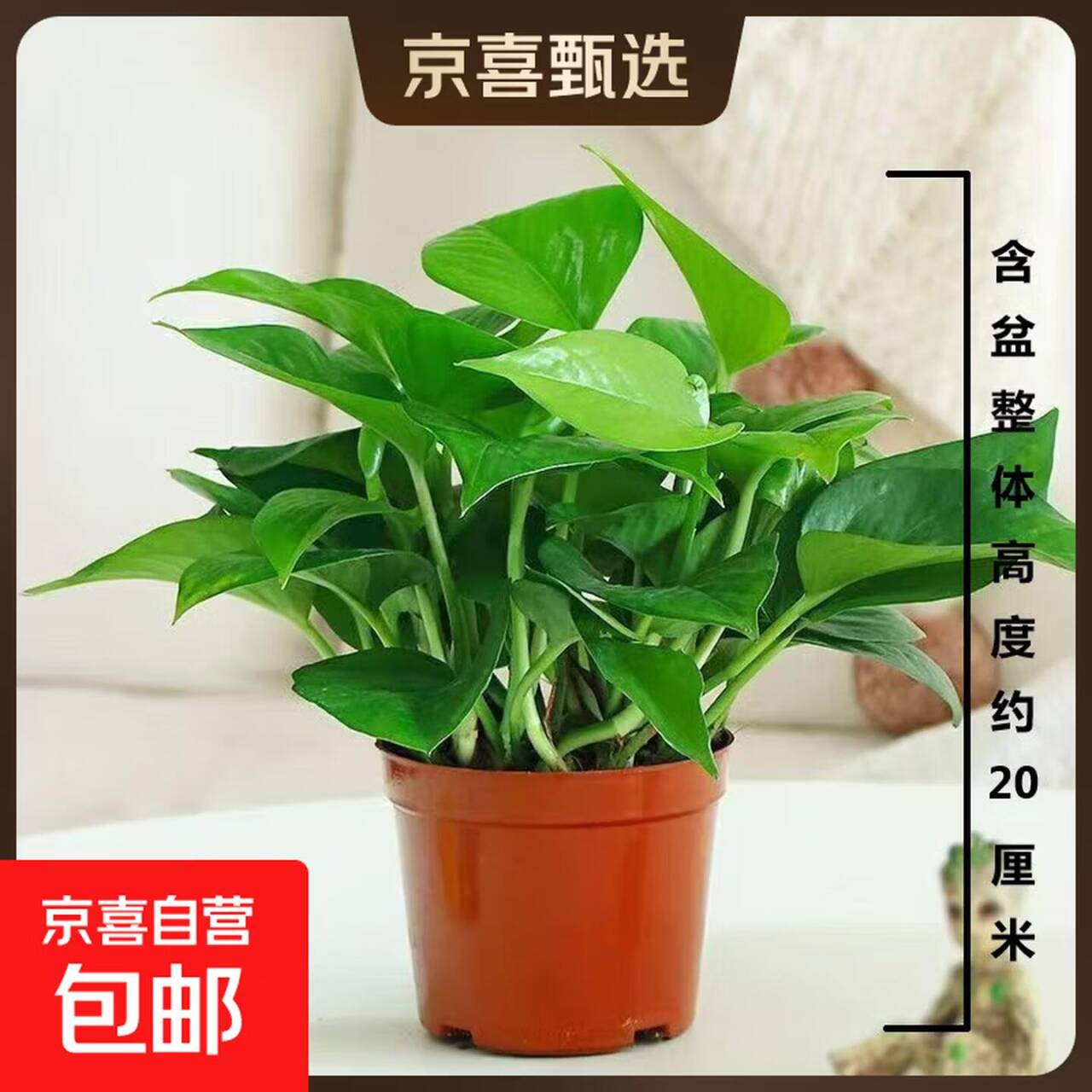 懒人盆栽绿萝2.99元/盆（原盆原土）
