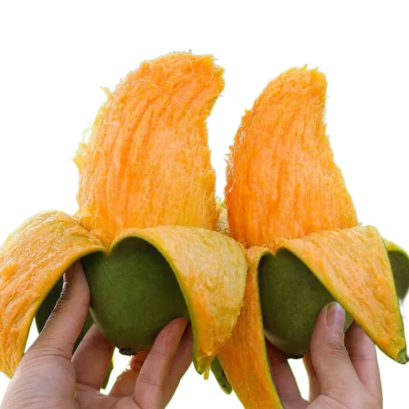果香浓郁】广西百色桂七芒果新鲜当季水果现摘田东香芒果整箱包邮