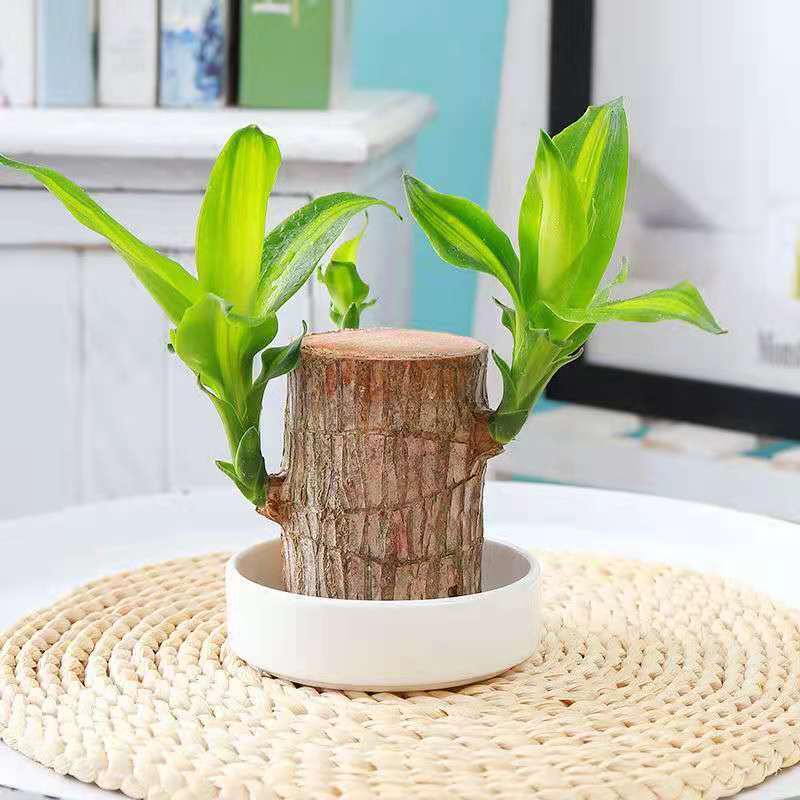 【精品家居花瓶花艺】巴西木水培绿植盆栽