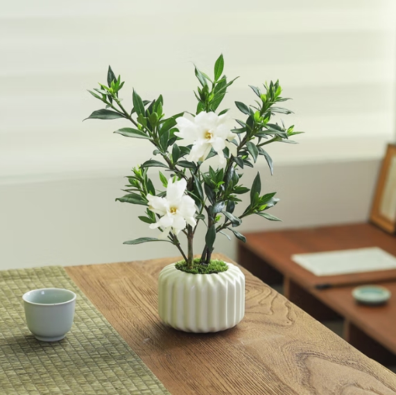 6.7元！八芽 小叶栀子花+陶瓷竖纹盆