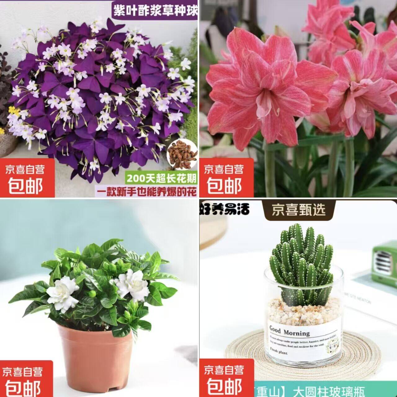 几块钱get小花园！紫蝴蝶/朱顶红/栀子花/万重山仙人掌低至5.9元起
